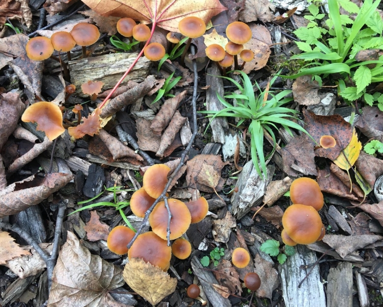 Psilocybe azurescens