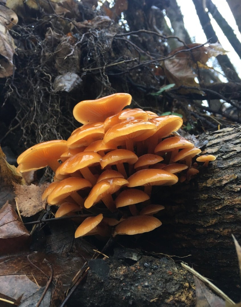 Опята фламмулина