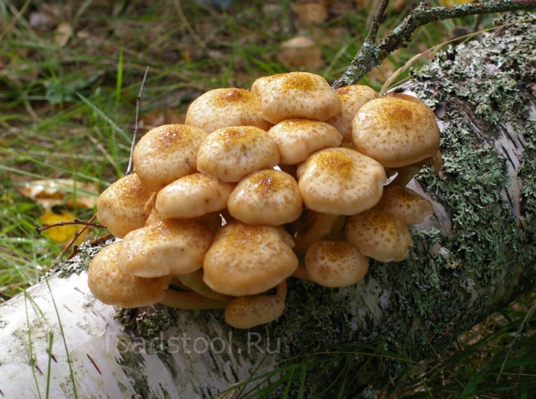 Гриб опёнок осенний