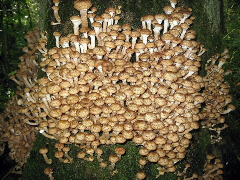 Медовые грибы Armillaria mellea