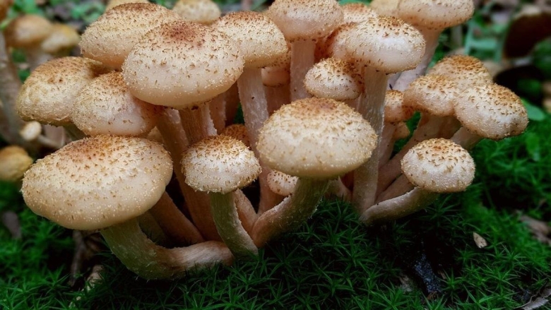 Гриб опёнок осенний