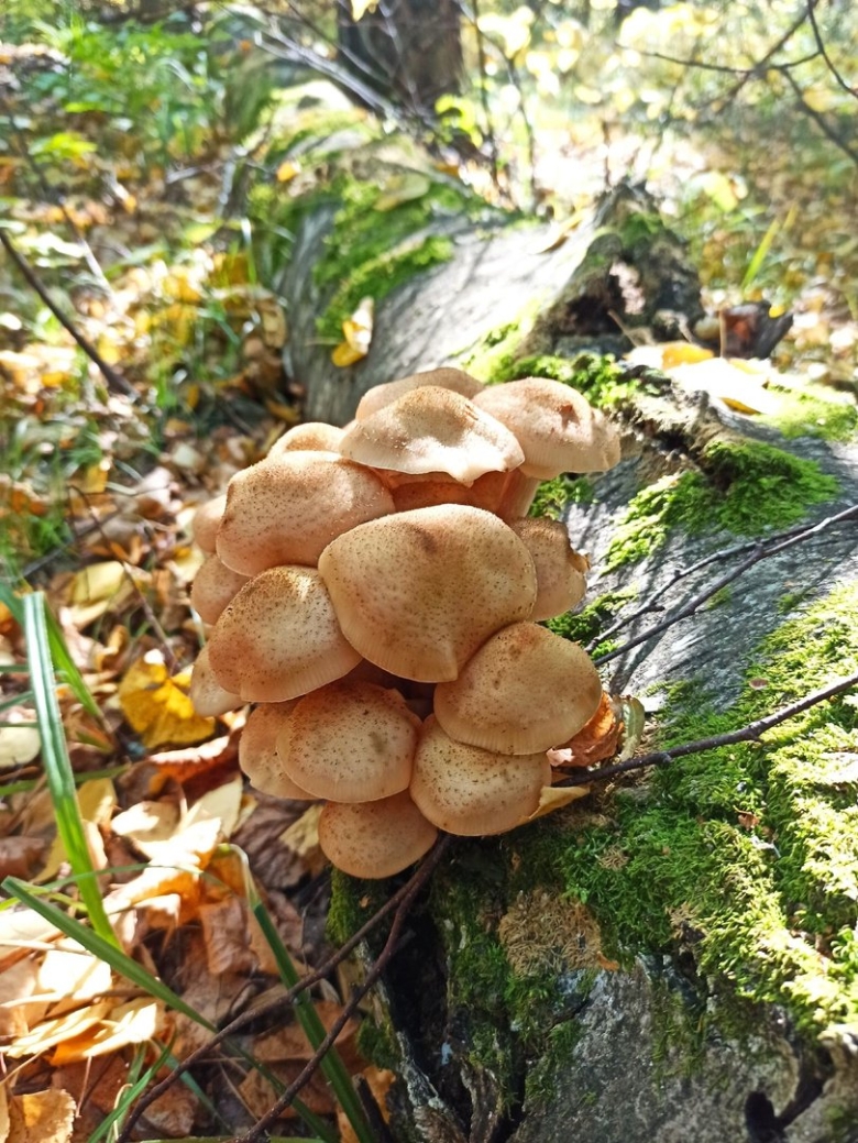 Опёнок тёмный