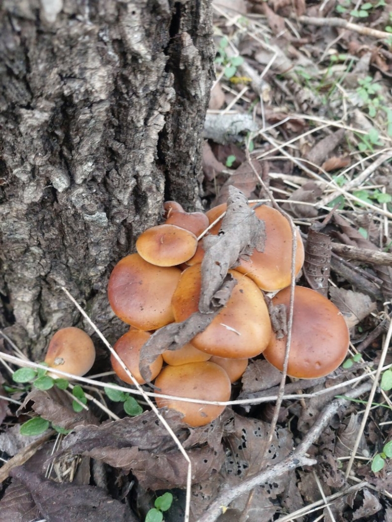 Зимние опята