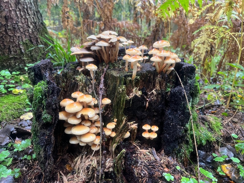 Грибы опята в подмосковье