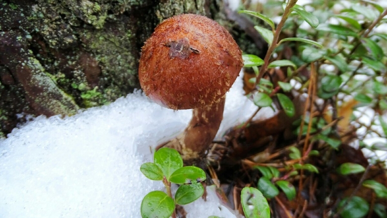 Гриб в лесу