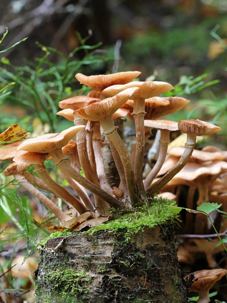 Гриб опёнок осенний