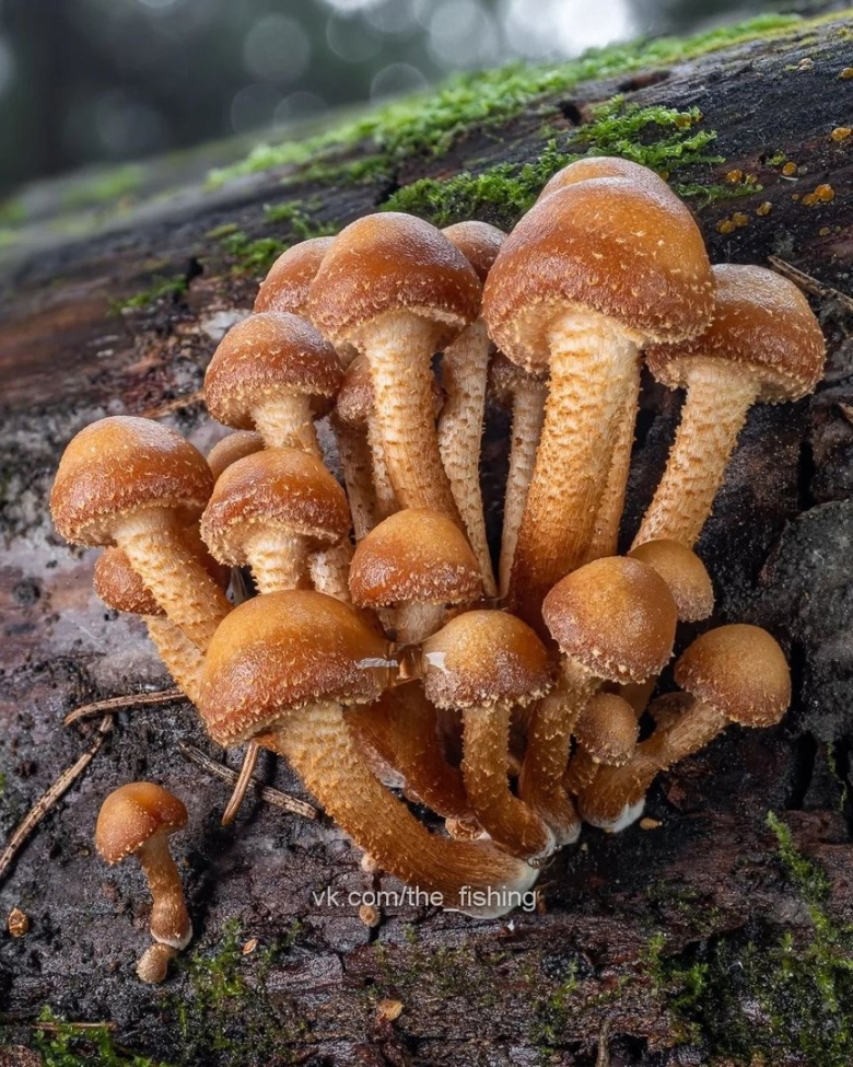 Группа грибы фото участников