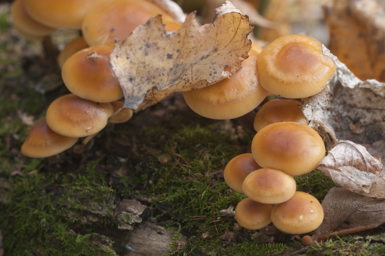 Опята фламмулина