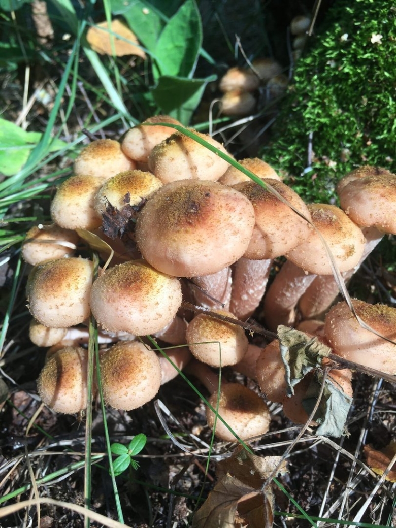 Гриб опёнок осенний