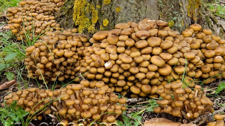 Осенние опята ссыхающийся