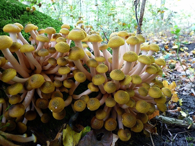 Ложная опята