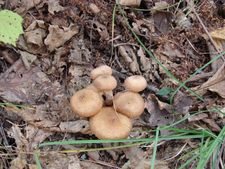 Приморский осенний опенок опёнок