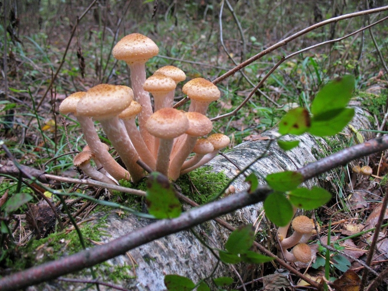 Опята Лесные осенние