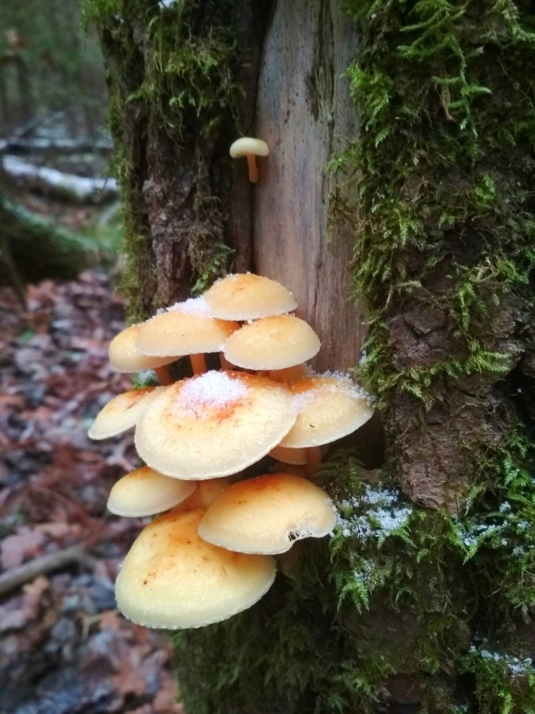 Зимний опенок фламмулина