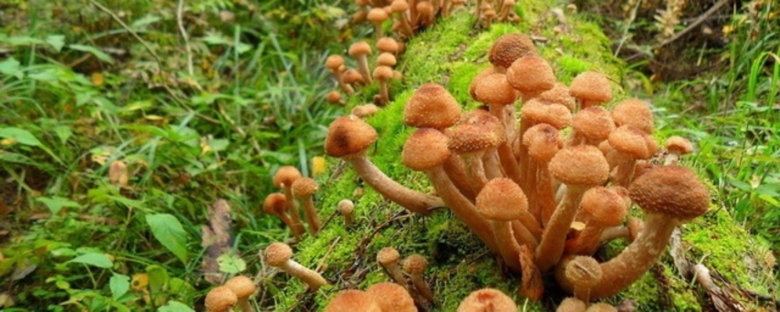 Гриб опёнок осенний