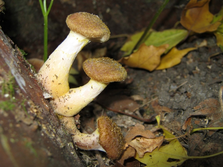 Armillaria mellea