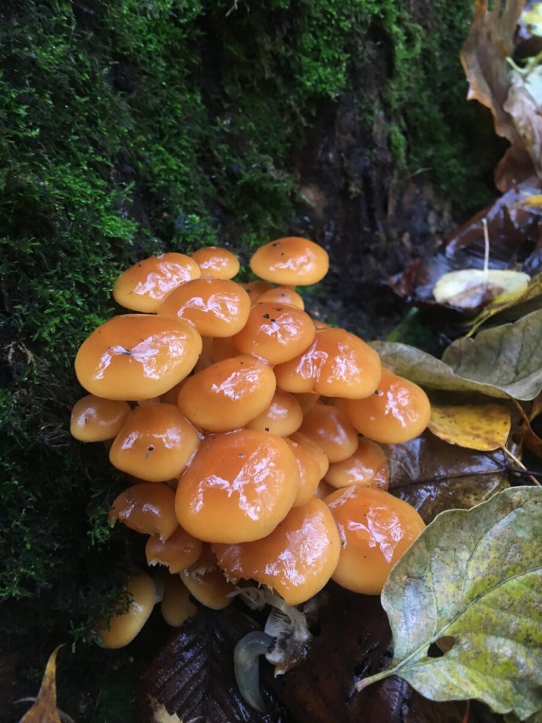 Опёнок зимний Flammulina velutipes