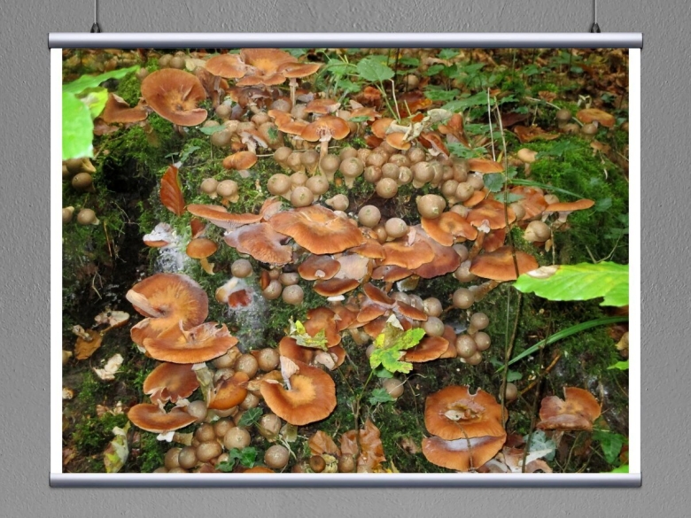 Позднеосенние грибы