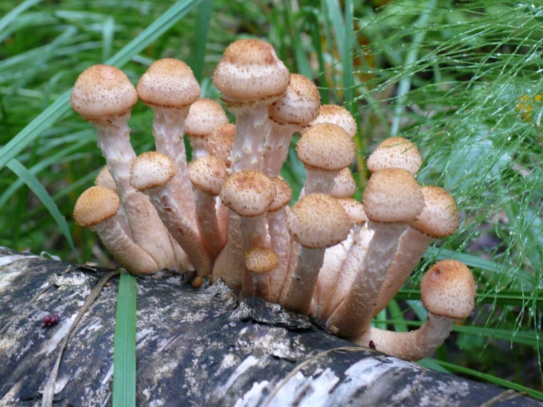 Опята поздние осенние