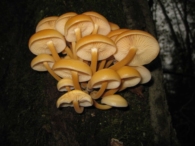 Фламмулина бархатистоножковая фото