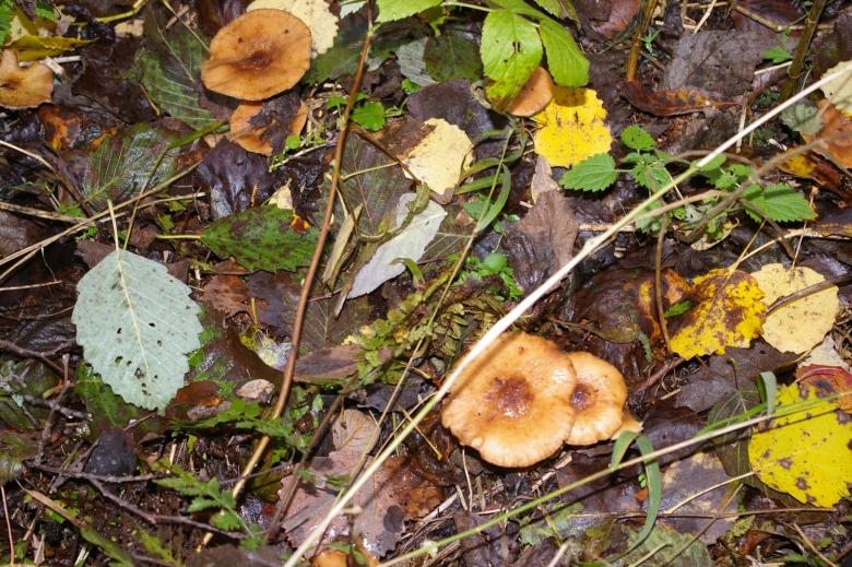 Осенние грибы