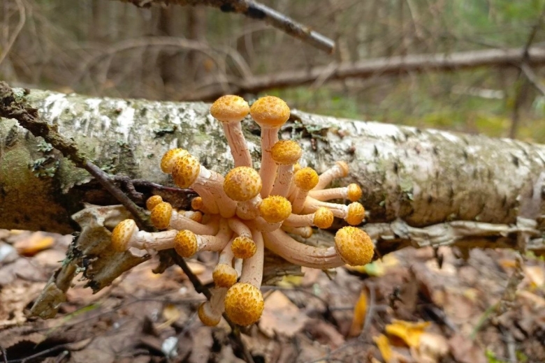 Опенок гриб