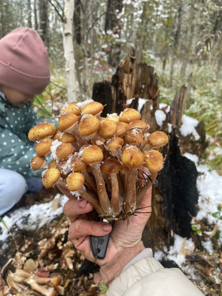 Лесные опята съедобные