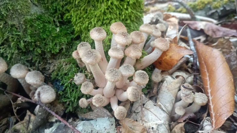 Осенние опята