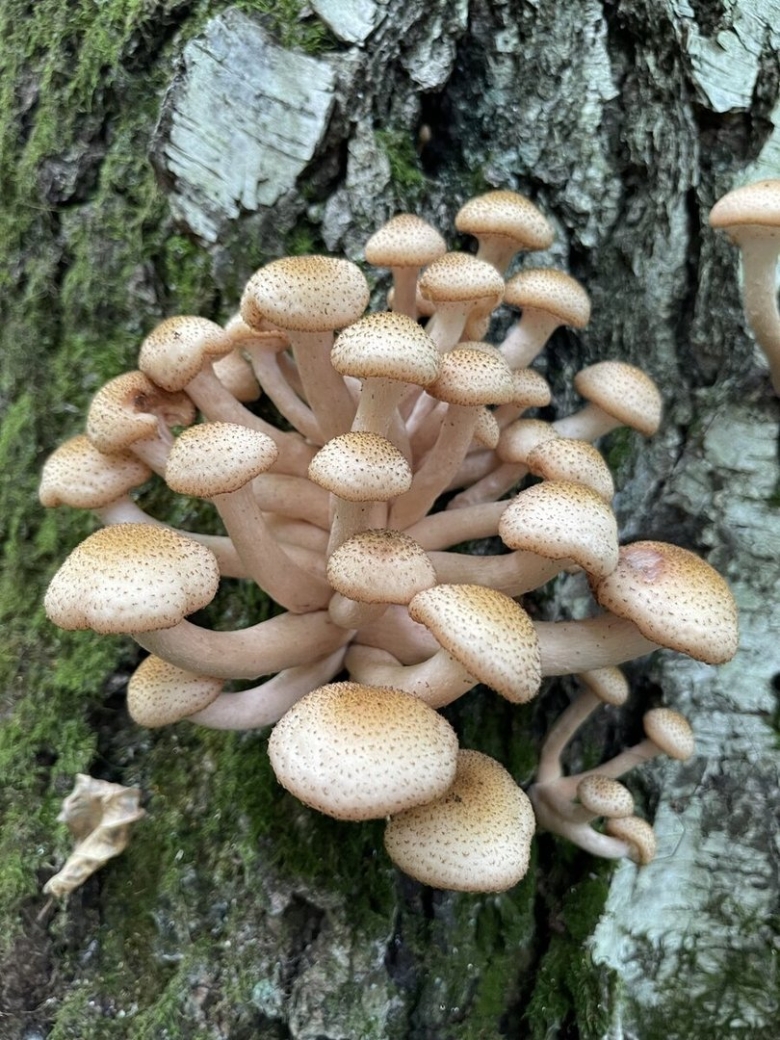 Опята грибы