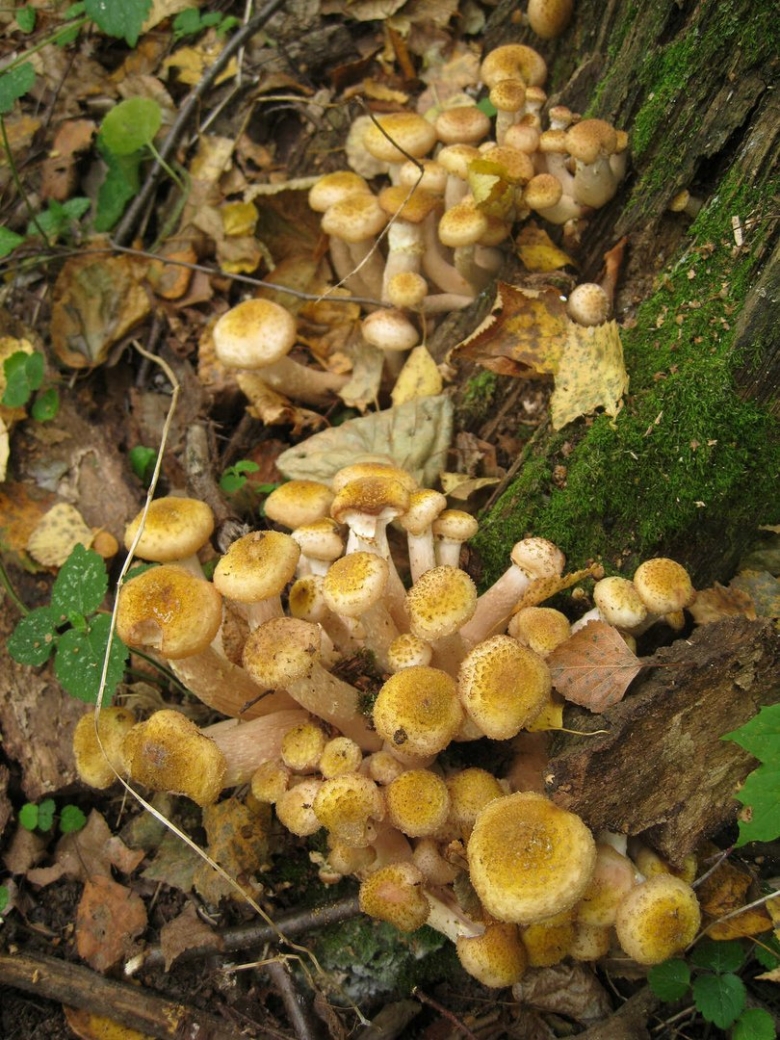 Пеньковые опята съедобные