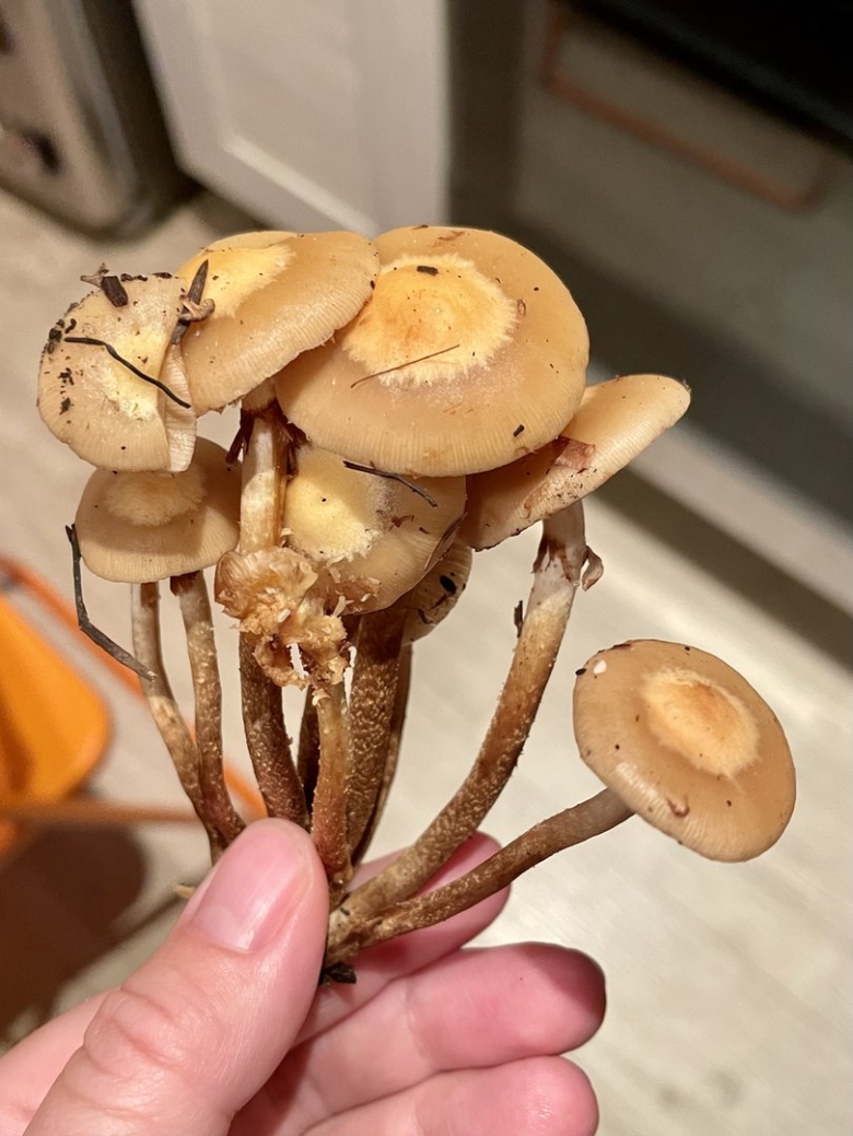 Грибы опёнок ссыхающийся