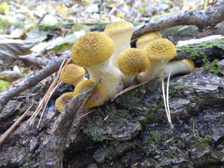 Лесные опята съедобные