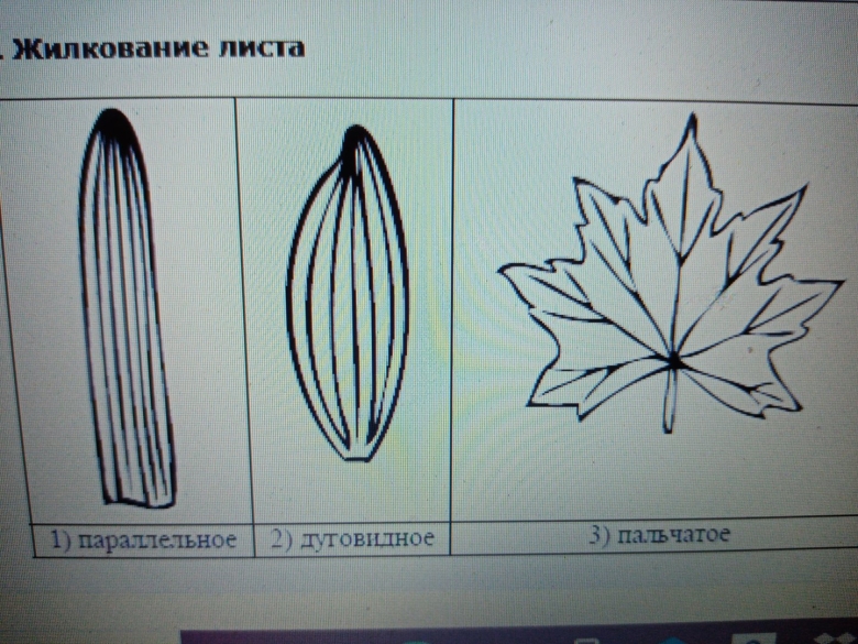 Форма листа жилкование листа Тип листа
