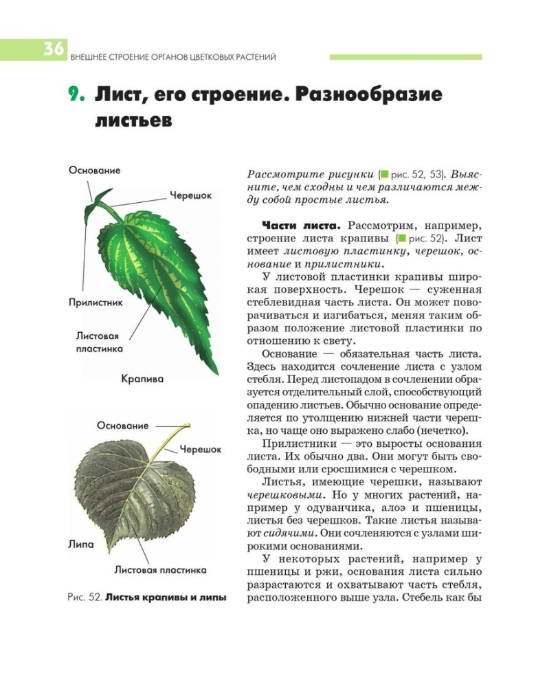 Форма листовой пластинки у крапивы