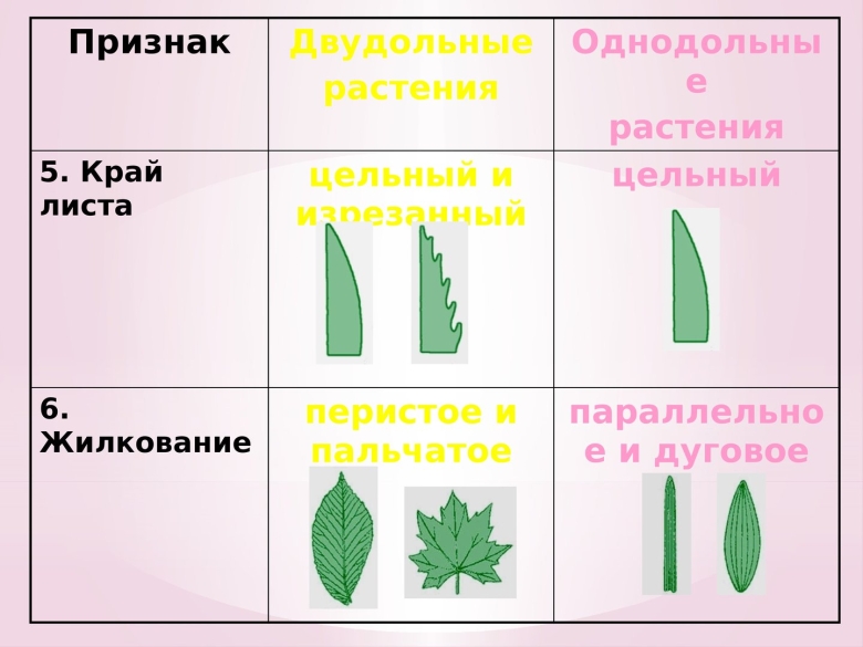 Жилкование у однодольных растений