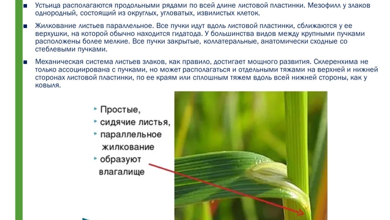 Почему устьица расположены на нижней стороне листовой пластинки