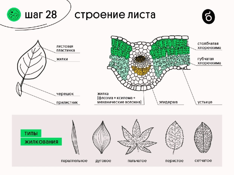 Анатомическое строение листовой пластинки