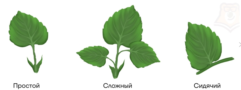 Черешковые и сидячие листья