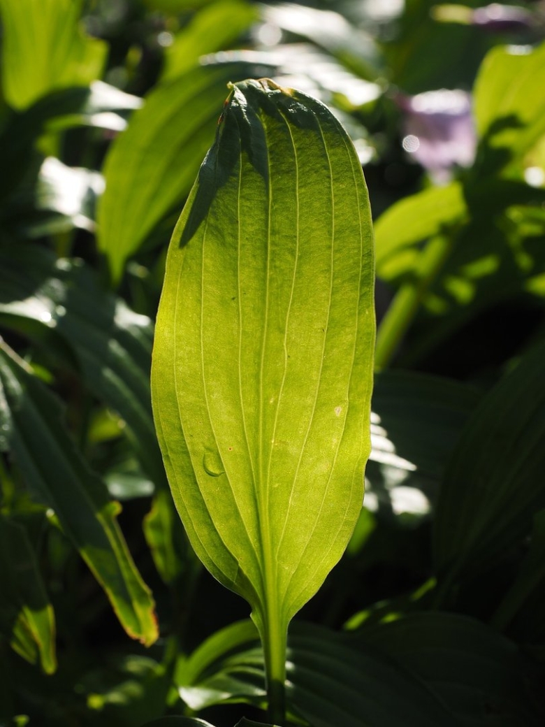 Plantain Lilies