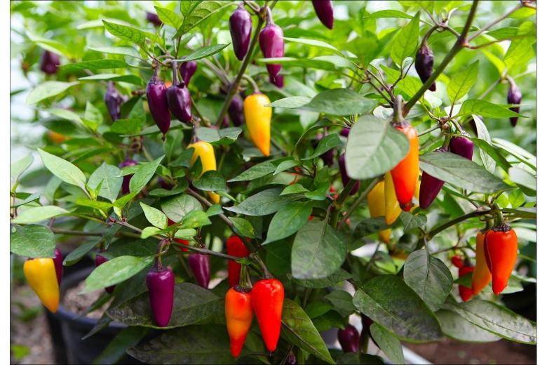 Перец кустарниковый алладин