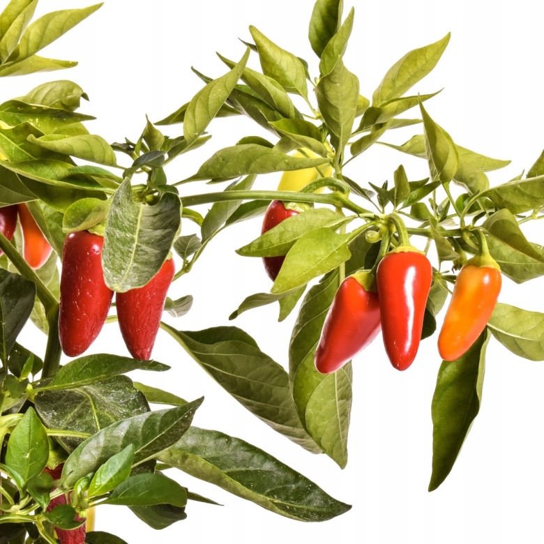 Перец Чили халапеньо