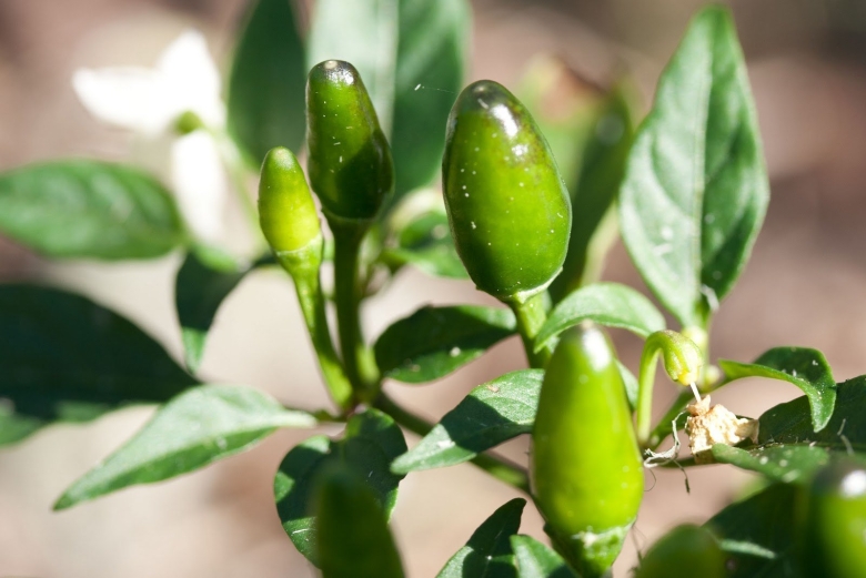 Перец халапеньо растение