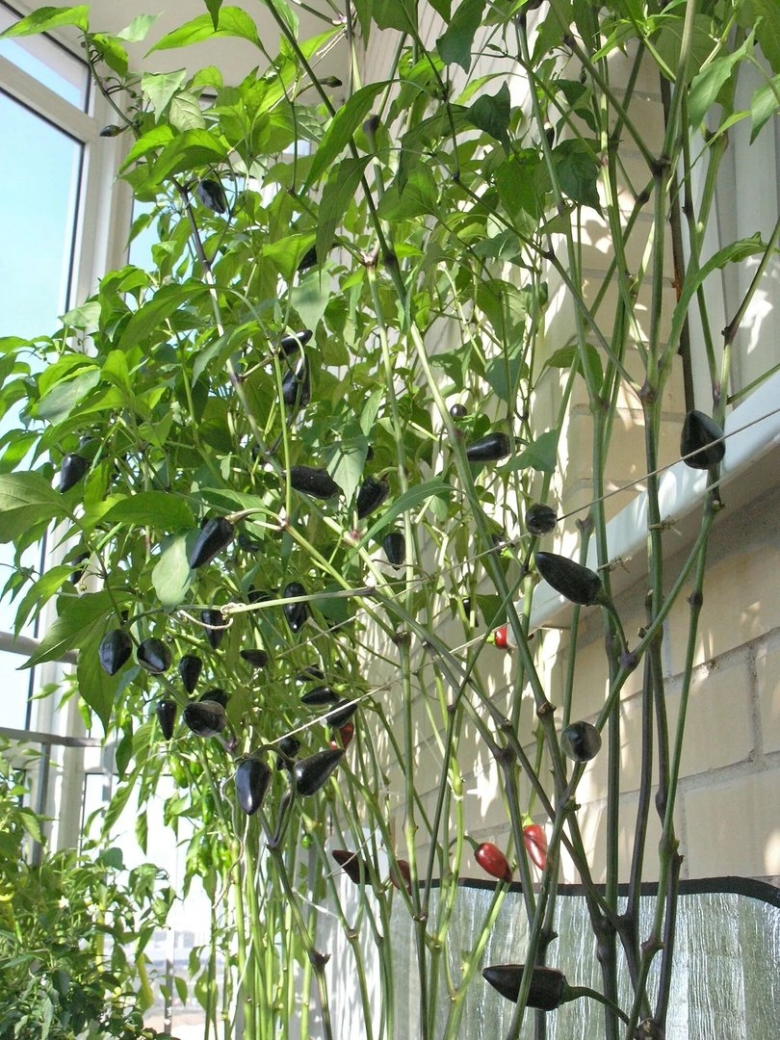 Рассада острого перца халапеньо