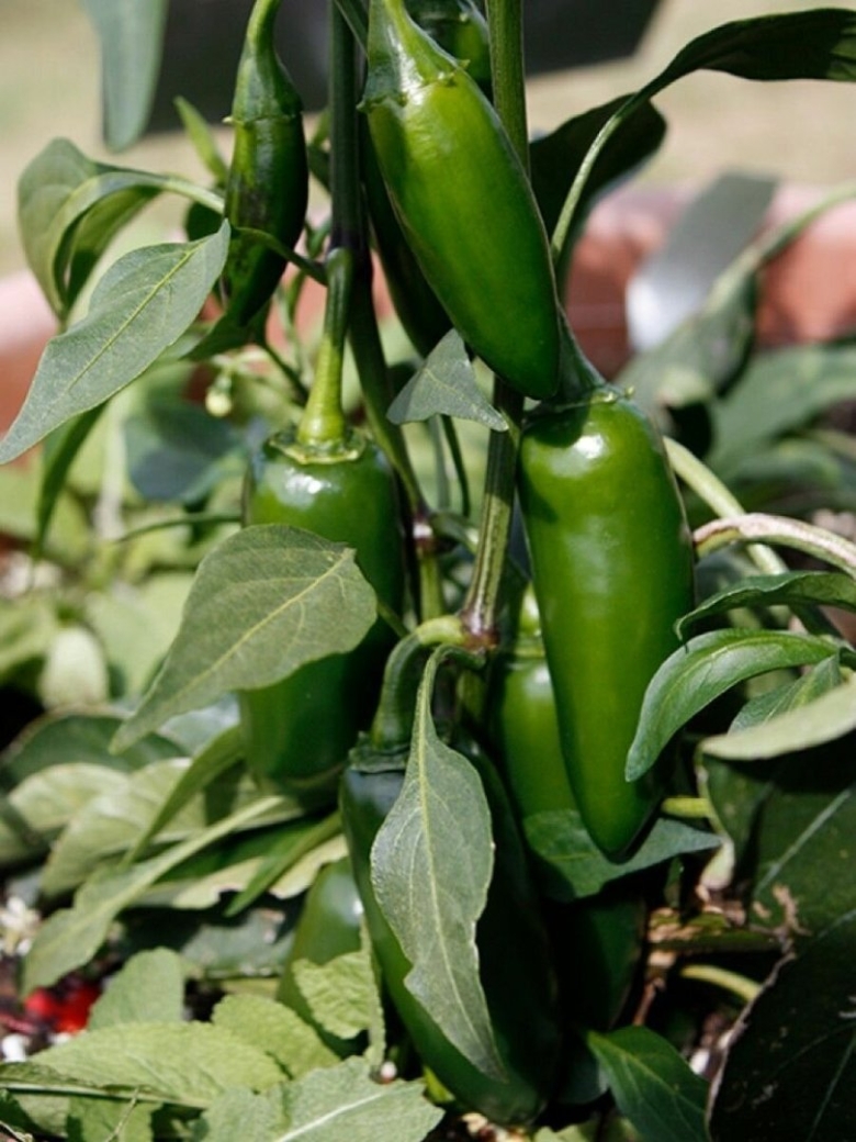 Перец халапеньо