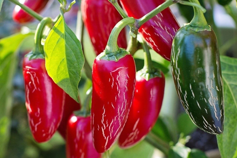 Острый перец Jalapeno