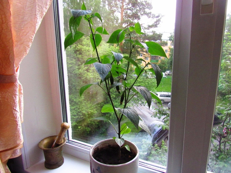 Халапеньо куст на балконе