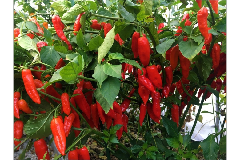 Самый большой перец в мире