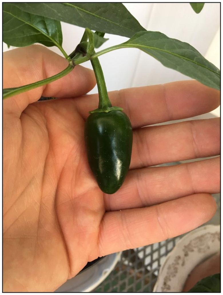 Острый перец Jalapeno