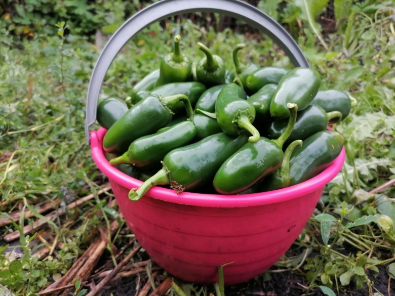 Халапеньо семена как выращивать