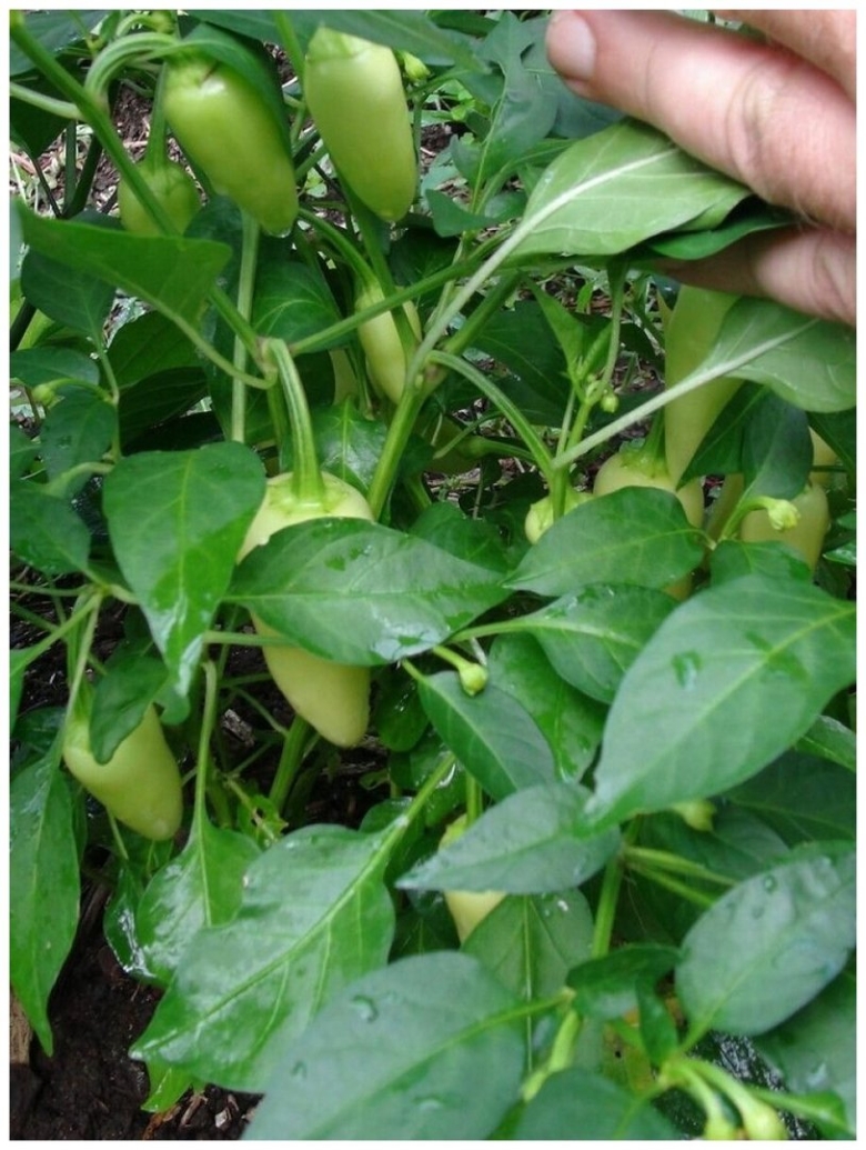 Халапеньо сорта перца